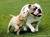 Dog er_tiny